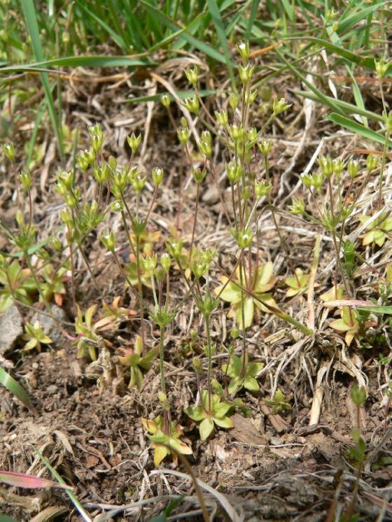 Pochybek prodloužený (Androsace elongata), Biskupice-Pulkov [TR], 6.4.2011, foto Luděk Čech