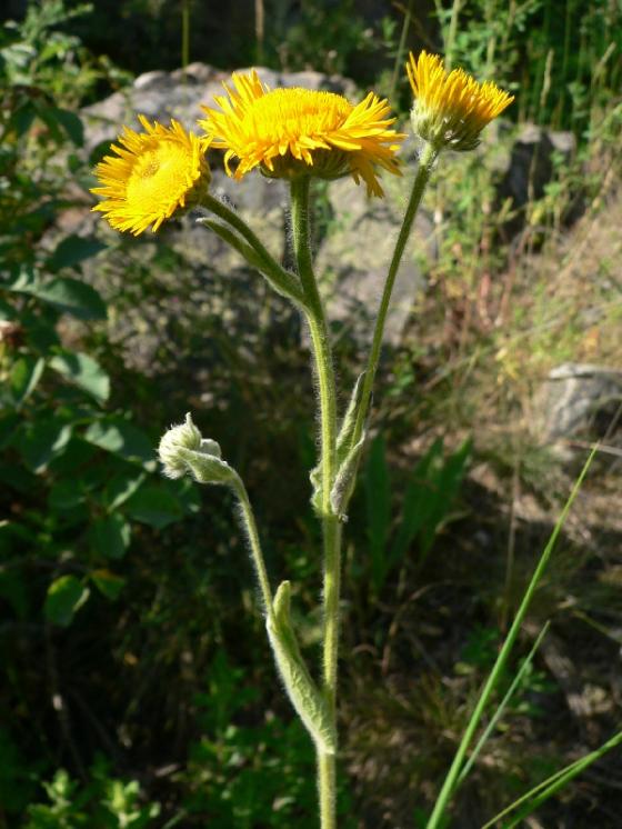 Oman oko Kristovo (Inula oculus-christi), Mohelno [TR], 20.6.2006, foto Luděk Čech