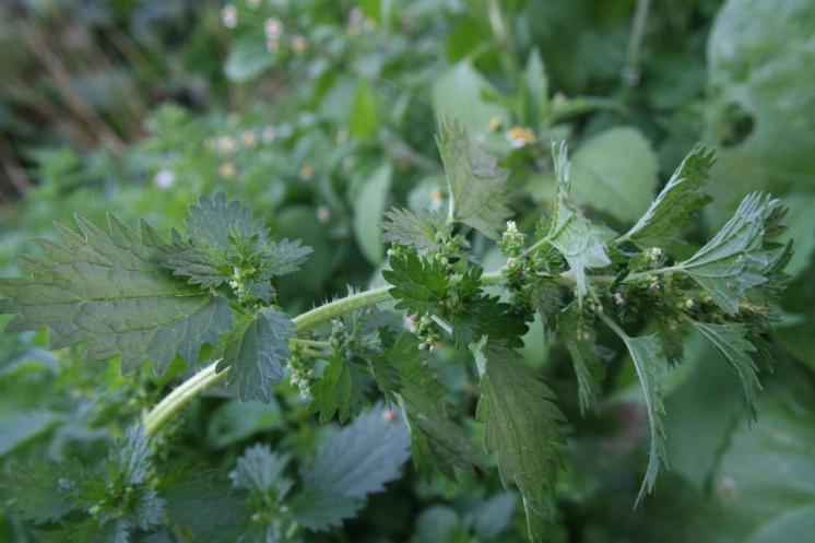 Kopřiva žahavka (Urtica urens), Telč [JI], 13.9.2006, foto Libor Ekrt