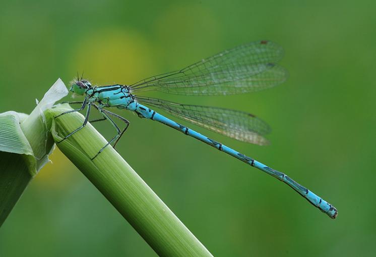 Šidélko kopovité (Coenagrion hastulatum), Opatov na Moravě, foto Václav Křivan