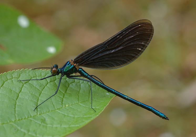 Motýlice obecná (Calopteryx virgo), Radonín, foto Václav Křivan