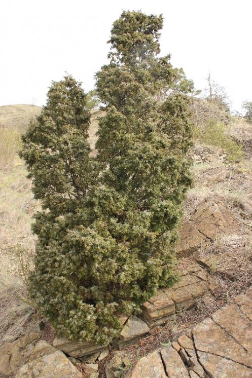 Jalovec obecný (Juniperus communis), NPR Mohelenská hadcová step [TR], 14.4.2015, foto Libor Ekrt