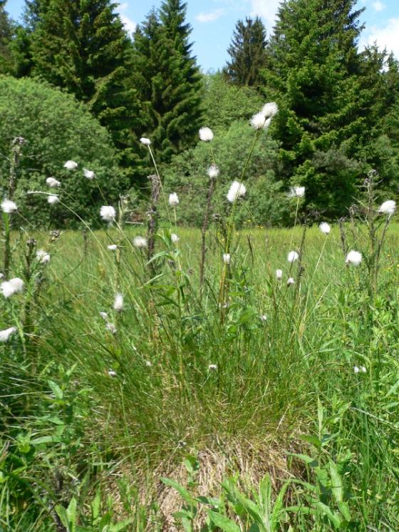 Suchopýr pochvatý (Eriophorum vaginatum), NPP Zhejral [JI], 13.6.2006, foto Luděk Čech