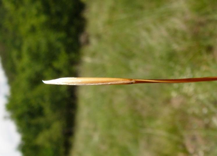 Kavyl chlupatý (Stipa dasyphylla), PR Dukovanský mlýn [TR], 2.6.2009, foto Josef Komárek