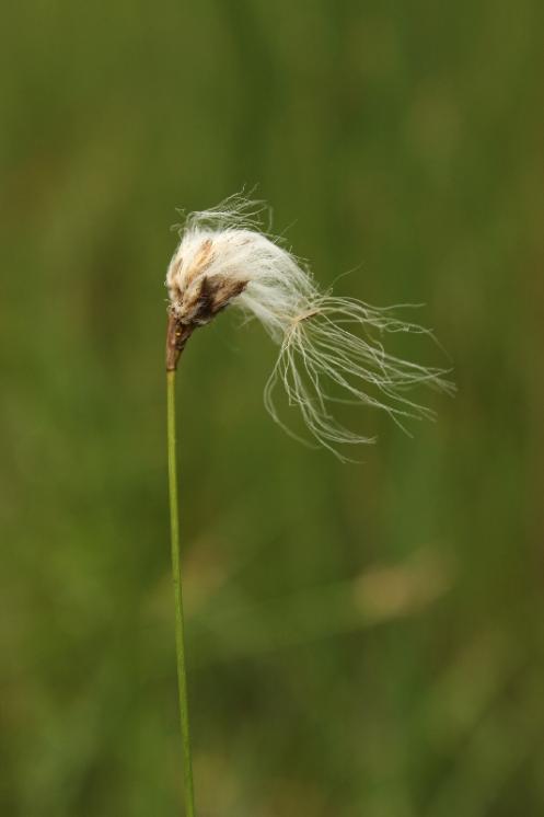 Suchopýr štíhlý (Eriophorum gracile), PR Vílanecké rašeliniště [JI], 10.7.2014, foto Libor Ekrt