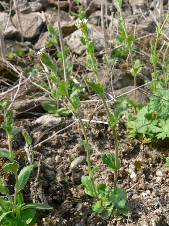 Chudina zední (Draba muralis), Budišov, u trati [TR], 7.4.2014, foto Luděk Čech