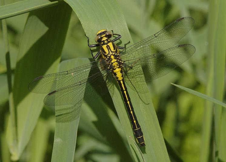 Klínatka obecná (Gomphus vulgatissimus), Březník, foto Václav Křivan