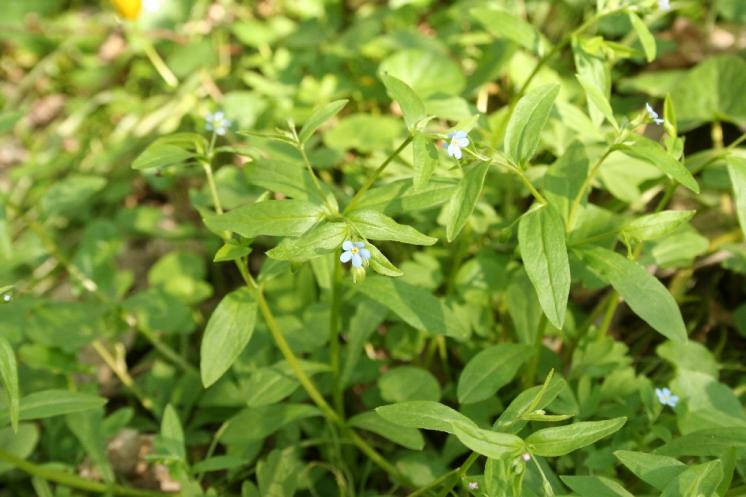 Pupkovec pomněnkový (Omphalodes scorpioides), PR Údolí Oslavy a Chvojnice [TR], 30.4.2010, foto Libor Ekrt