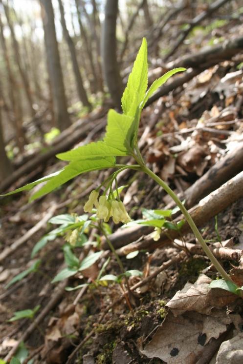 Kyčelnice devítilistá (Dentaria enneaphyllos), PR Údolí Oslavy a Chvojnice [TR], 23.4.2012, foto Libor Ekrt