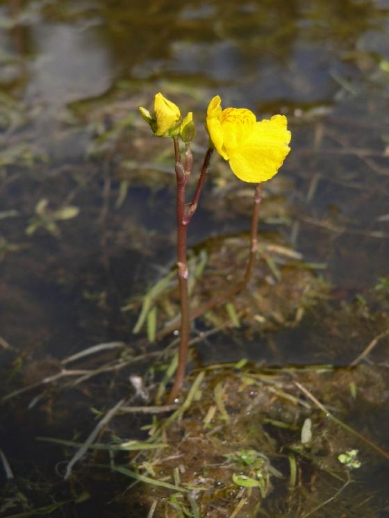 Bublinatka jižní (Utricularia australis), Březí nad Oslavou [ZR], 2.8.2011, foto Luděk Čech