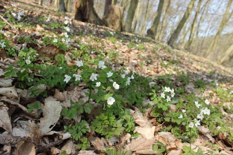 Zapalice žluťuchovitá (Isopyrum thalictroides), Plešice, Staré Duby [TR], 10.4.2015, foto Libor Ekrt