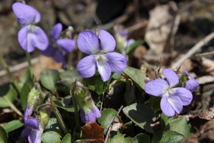 Violka písečná pravá (Viola rupestris), NPR Mohelenská hadcová step [TR], 14.4.2015, foto Libor Ekrt