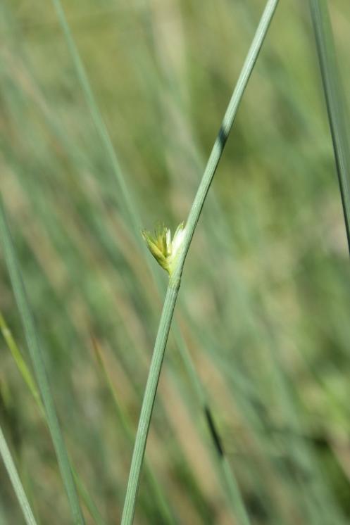 Sítina sivá (Juncus inflexus), Studenec [TR], 16.6.2015, foto Libor Ekrt