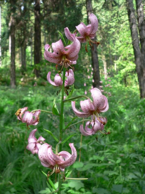 Lilie zlatohlavá (Lilium martagon), Kosov [JI], 21.6.2007, foto Luděk Čech