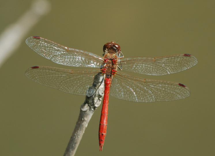Vážka obecná (Sympetrum vulgatum), ryb. Parný Mlýn, Krahulov, foto Václav Křivan