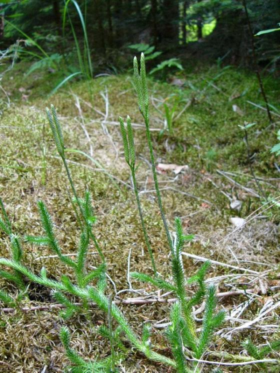 Plavuň vidlačka pravá (Lycopodium clavatum), Zvonějov [JI], 29.7.2010, foto Josef Komárek