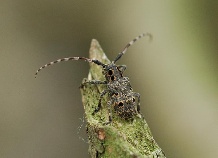 Kozlíček Mesosa curculionoides, foto Václav Křivan