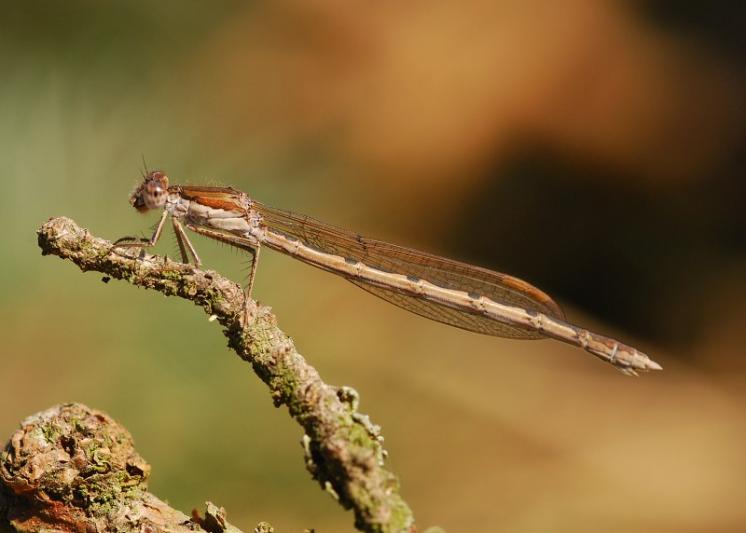 Šídlatka hnědá (Sympecma fusca), PP Ptáčovské rybníky, Ptáčov, foto Václav Křivan