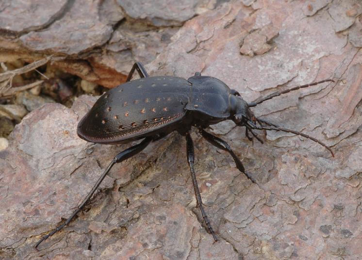 Střevlík zahradní (Carabus hortensis), foto Václav Křivan