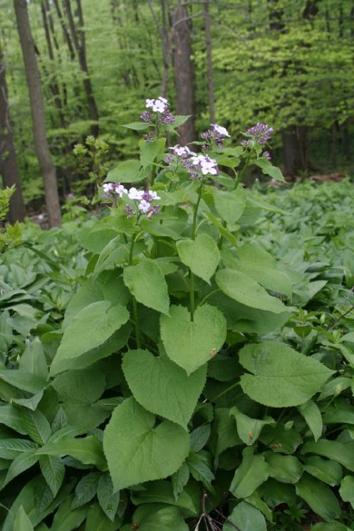 Měsíčnice vytrvalá (Lunaria rediviva), NPR Velký Špičák [JI], 7.5.2006, foto Libor Ekrt