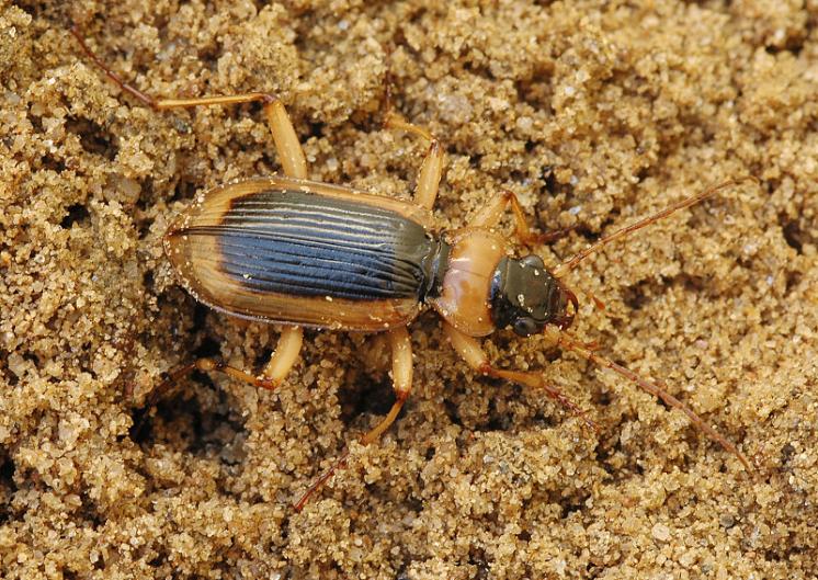 Střevlíček Nebria livida, foto Václav Křivan