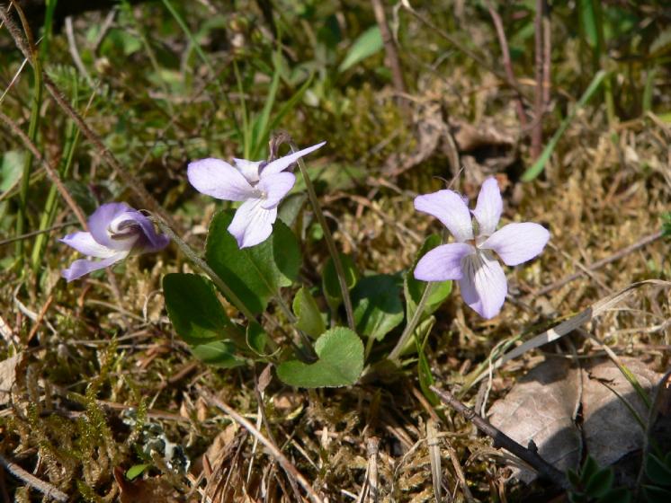 Violka písečná pravá (Viola rupestris), NPP Švařec [ZR], 24.4.2008, foto Luděk Čech