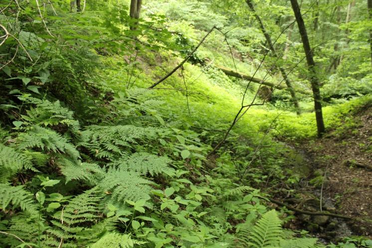 Kapraď podobná (Dryopteris expansa), Šemíkovice, Výří Skála [TR], 18.6.2016, foto Libor Ekrt