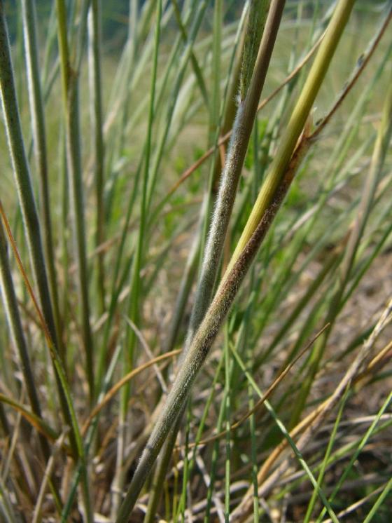 Kavyl chlupatý (Stipa dasyphylla), NPR Mohelenská hadcová step [TR], 8.6.2010, foto Josef Komárek