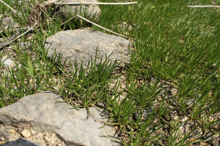 Pobřežnice jednokvětá (Littorella uniflora), Mrákotín, PP Horní Mrzatec [JI], 19.6.2013, foto Libor Ekrt