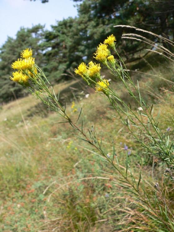 Hvězdnice zlatovlásek (Galatella linosyris), NPR Mohelenská hadcová step [TR], 25.8.2005, foto Luděk Čech