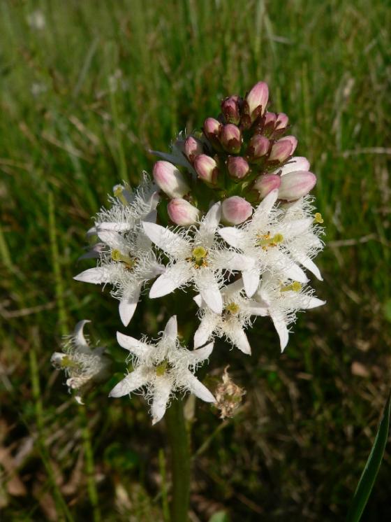 Vachta trojlistá (Menyanthes trifoliata), PR Zlatá louka [HB], 1.5.2009, foto Luděk Čech