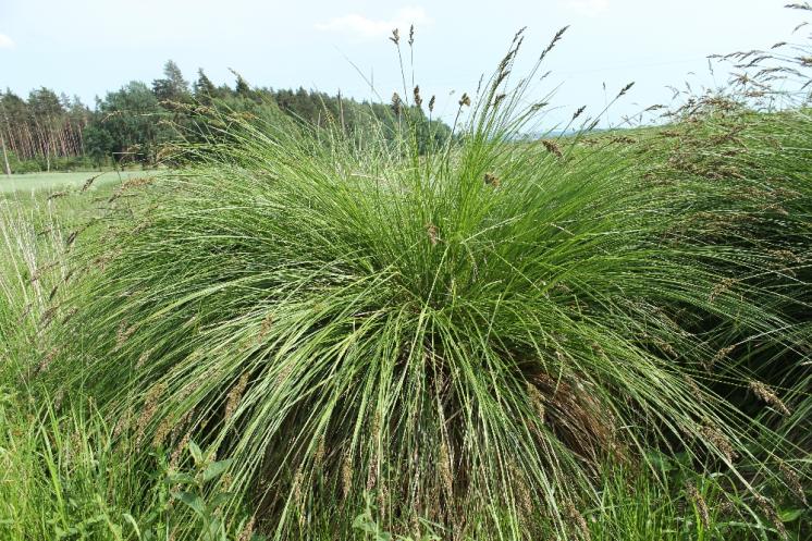 Ostřice latnatá pravá (Carex paniculata), Volevčice [JI], 14.6.2015, foto Libor Ekrt