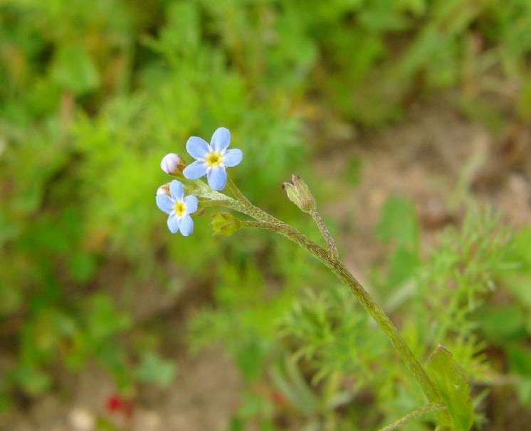 Pomněnka trsnatá (Myosotis caespitosa), Znětínek, Znětínecký rybník [ZR], 5.6.2014, foto Josef Komárek