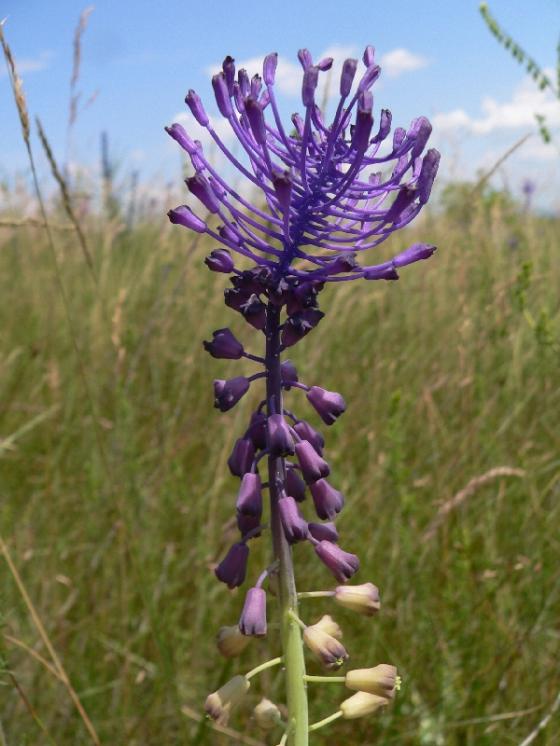 Modřenec chocholatý (Muscari comosum), Mohelno, [TR], 20.6.2006, foto Luděk Čech
