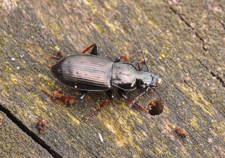 Střevlíček Pterostichus oblongopunctatus, foto Václav Křivan