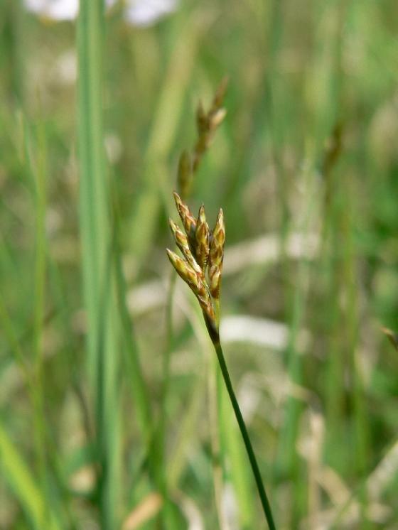 Ostřice křivoklasá (Carex curvata), Radkovice u Hrotovic [TR], 22.4.2009, foto Luděk Čech