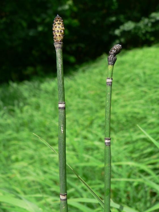 Přeslička zimní (Equisetum hyemale), Ledeč nad Sázavou [HB], 9.6.2009, foto Luděk Čech