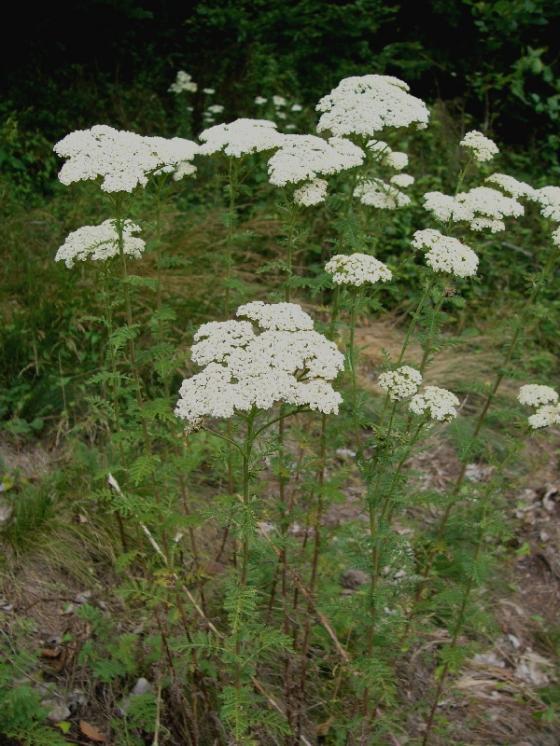 Řebříček sličný (Achillea nobilis), Dešov [TR], 19.7.2016, foto Josef Komárek