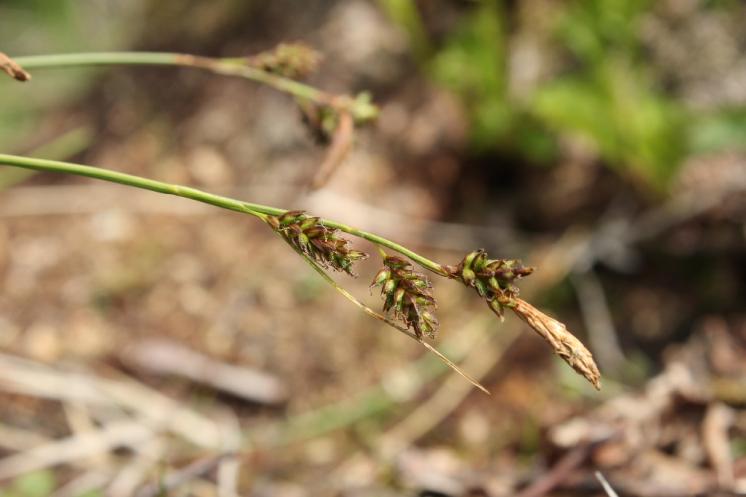 Ostřice stinná (Carex umbrosa), PP Bukovské rybníčky [JI], 29.5.2016, foto Libor Ekrt