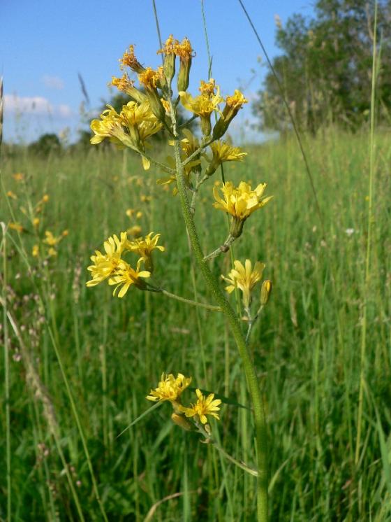 Škarda ukousnutá (Crepis praemorsa), Sobíňov, Zvolanov [HB], 5.6.2011, foto Luděk Čech