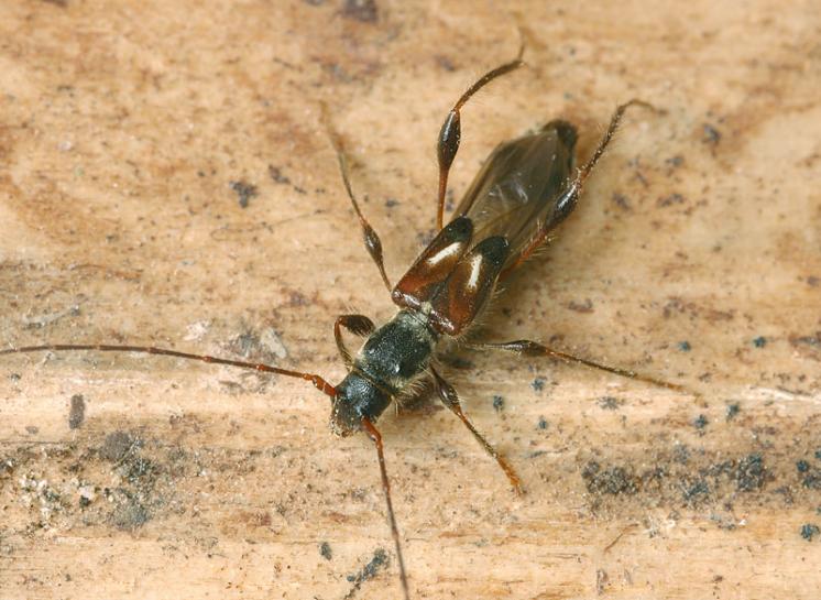 Tesařík polokrový (Molorchus minor), Brtnice, foto Václav Křivan