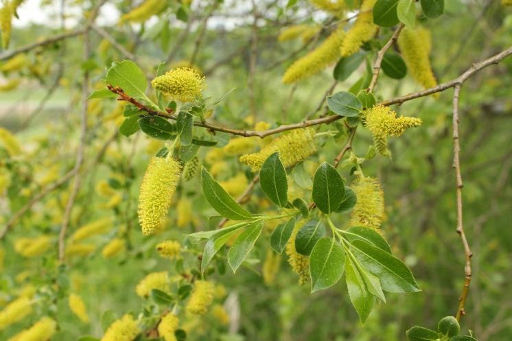 Vrba pětimužná (Salix pentandra), PP Bukovské rybníčky [JI], 29.5.2016, foto Libor Ekrt