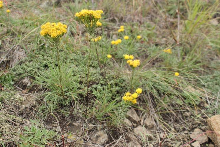 Hvězdnice zlatovlásek (Galatella linosyris), NPR Mohelenská hadcová step [TR], 25.9.2014, foto Libor Ekrt