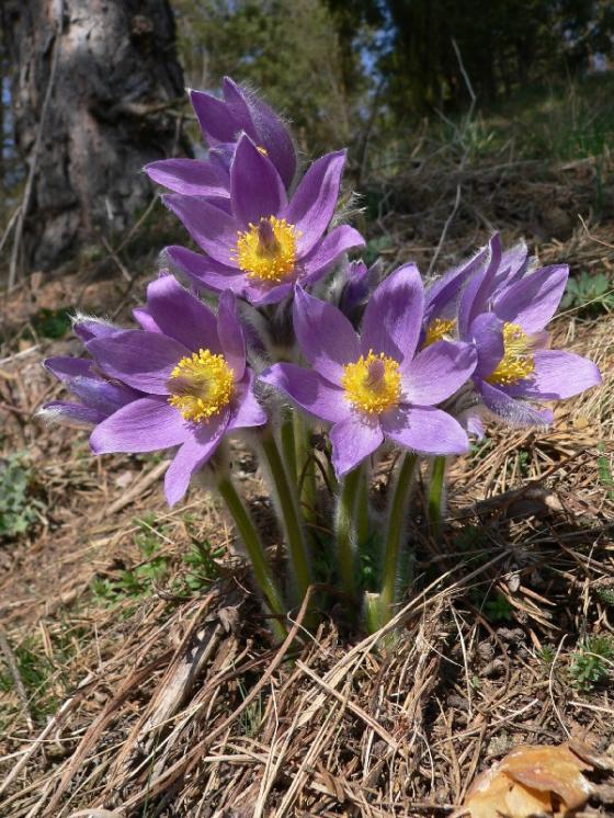 Koniklec velkokvětý pravý (Pulsatilla grandis), Rouchovany [TR], 30.3.2011, foto Luděk Čech