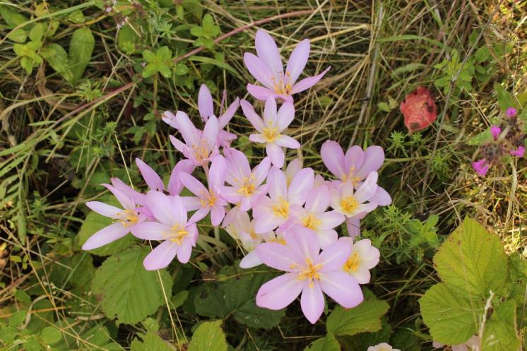 Ocún jesenní (Colchicum autumnale), PP Křižník [ZR], 30.8.2013, foto Libor Ekrt