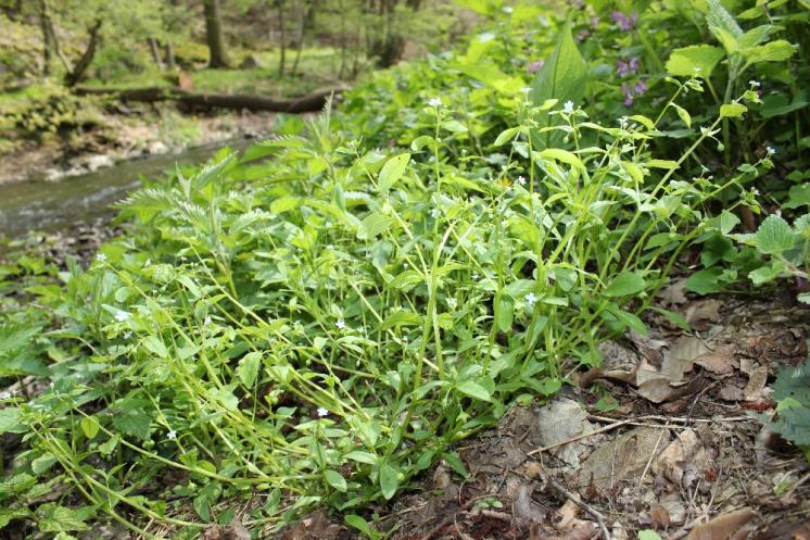 Pupkovec pomněnkový (Omphalodes scorpioides), Šemíkovice, Výří skála [TR], 22.4.2016, foto Libor Ekrt