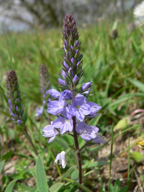 Rozrazil rozprostřený (Veronica prostrata), Pocoucov [TR], 30.4.2008, foto Luděk Čech