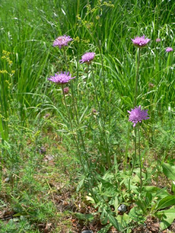 Chrastavec rolní hadcový (Knautia arvensis subsp. serpentinicola), PR Ranská jezírka [HB], 25.6.2008, foto Luděk Čech