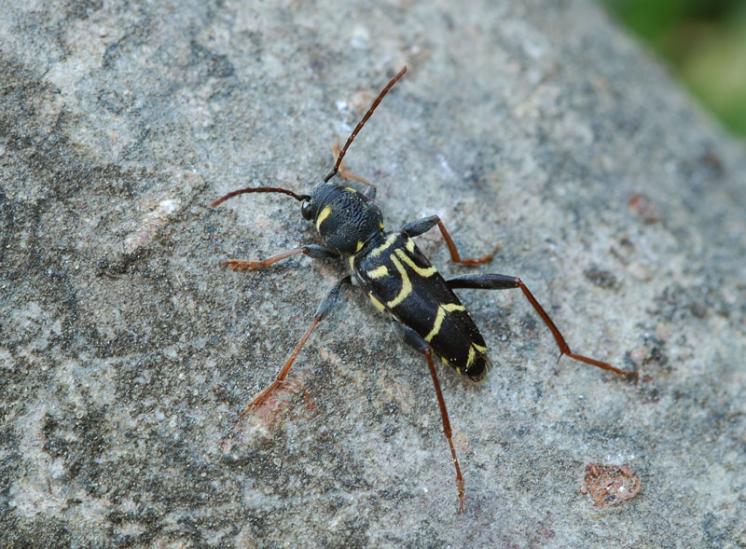 Tesařík Xylotrechus antilope, Radkovice u Hrotovic, foto Václav Křivan