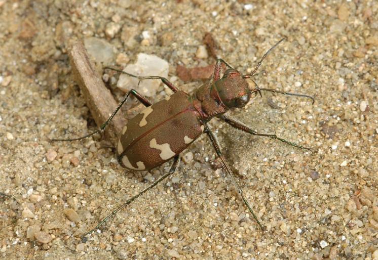 Svižník lesomil (Cicindela sylvicola), foto Václav Křivan